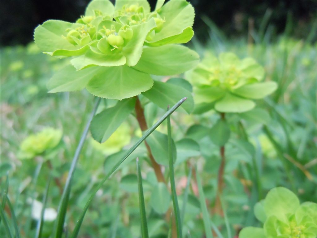 da Capodimonte - Euphorbia helioscopia L. subsp. helioscopia